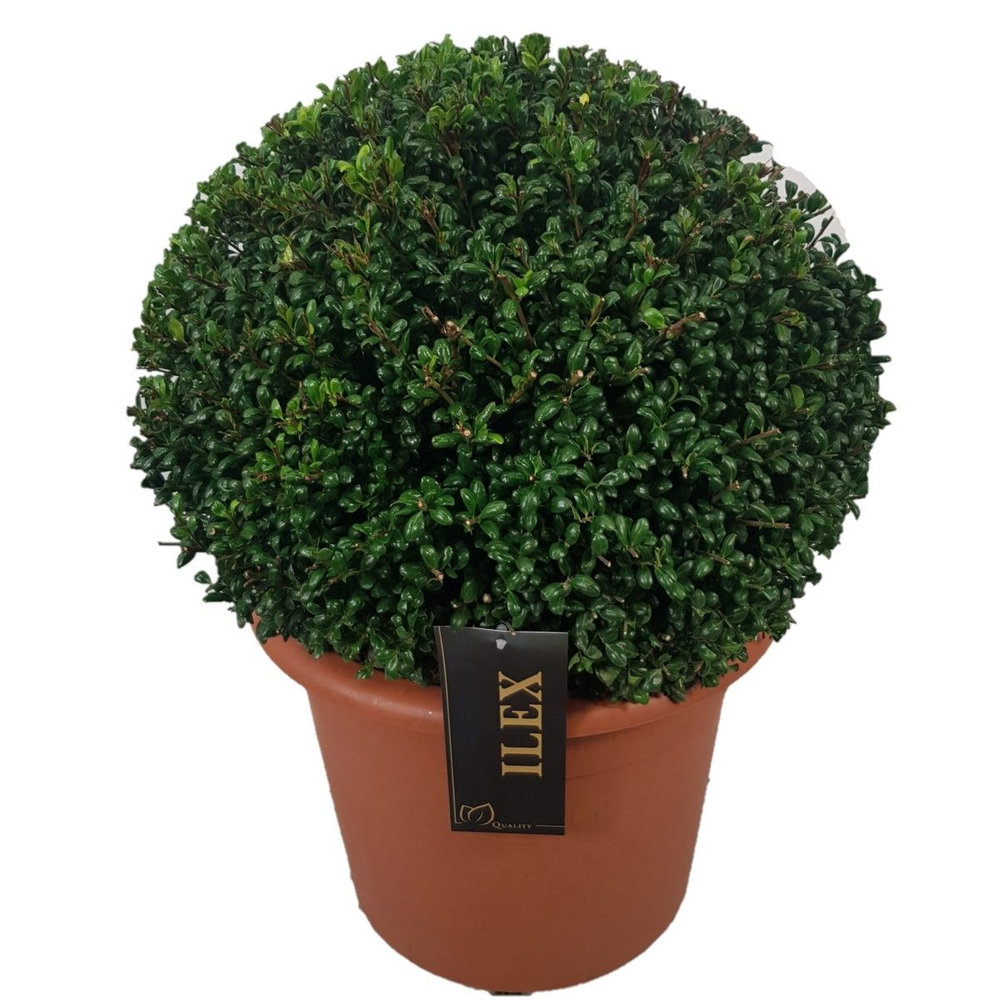 Ilex crenata 'Convexa' Bol p30 (th) 45-+ ©.