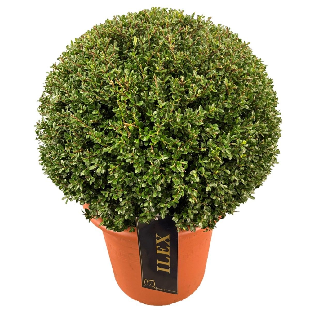 Ilex crenata 'Glory Gem Bol p30 (th) 45-50 ©.