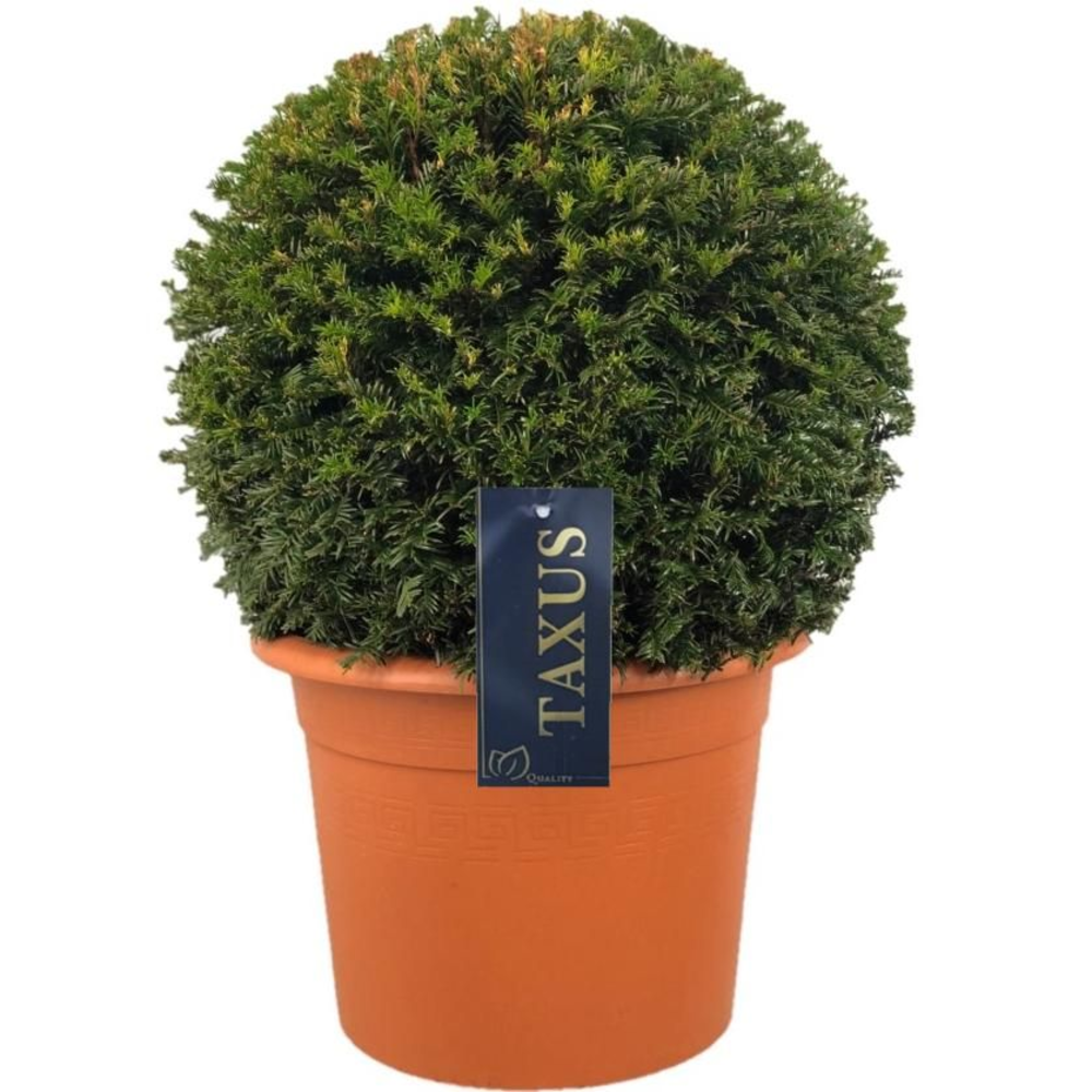 Taxus baccata Bol p36 (t) 55-60 ©.