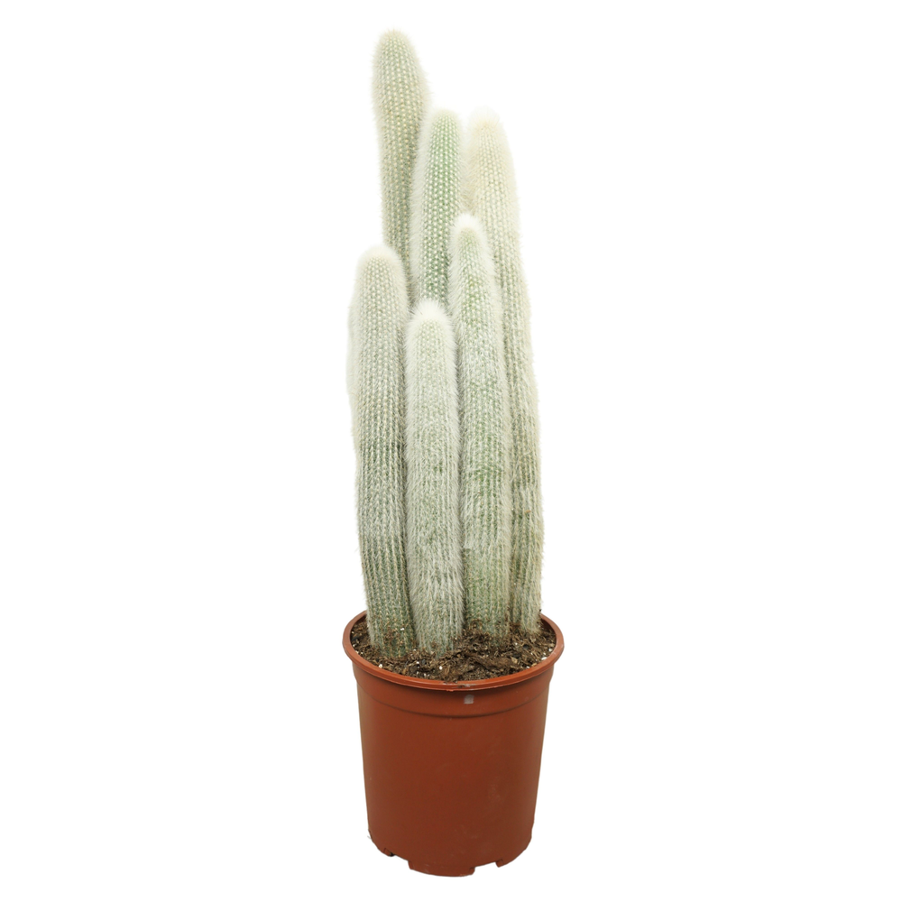 Cleistocactus strausii 27 cm.