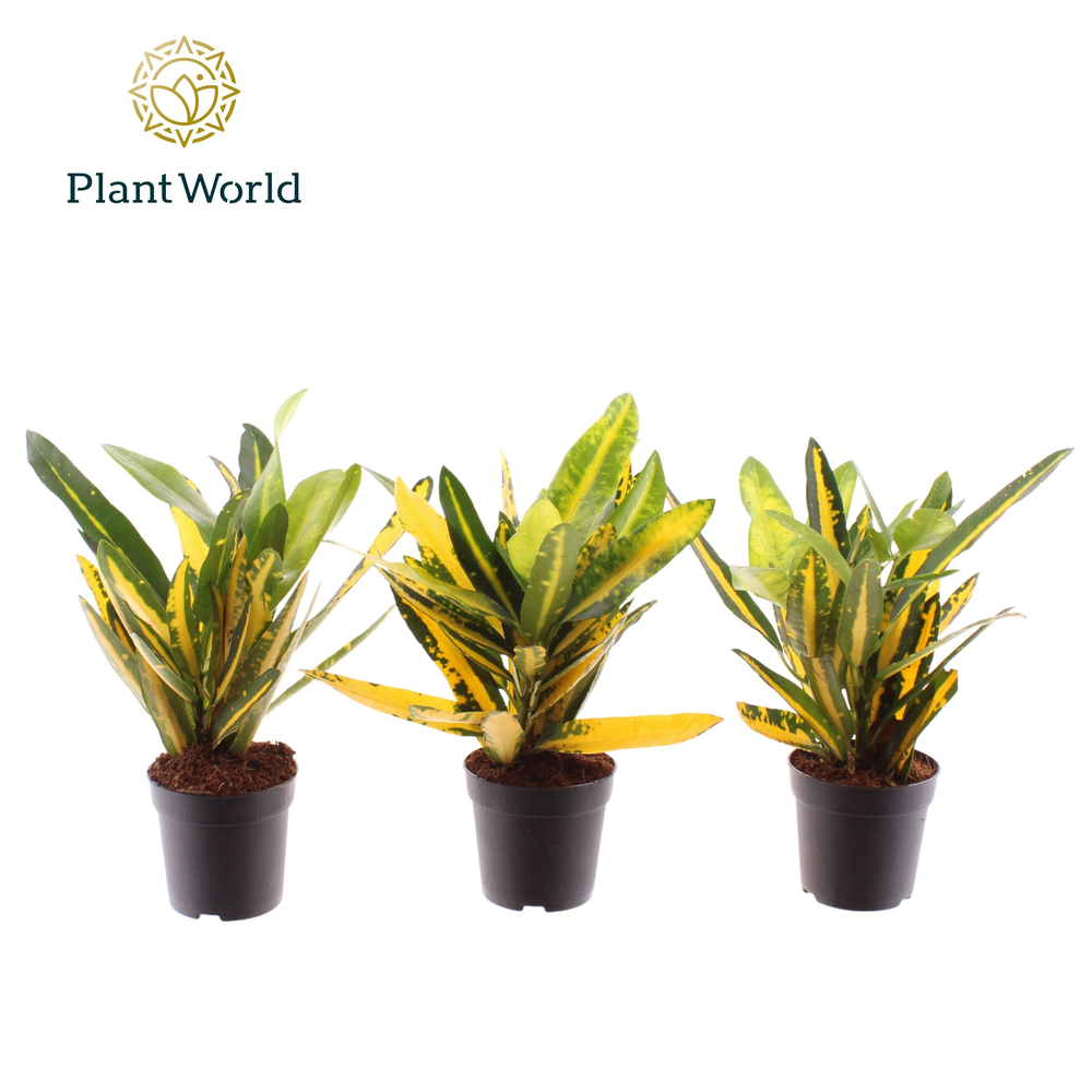 Croton Sunny Star 7 cm (Decorum).