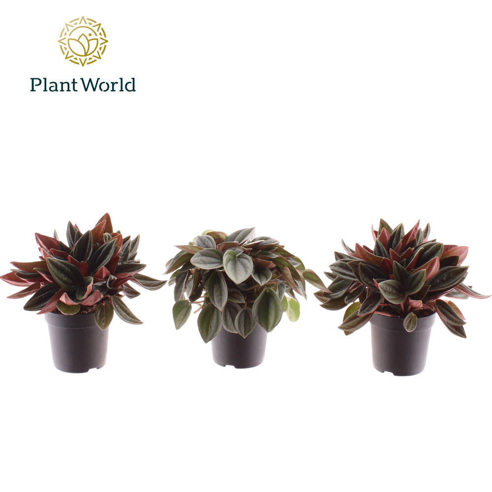 Peperomia gemengd 7 cm.
