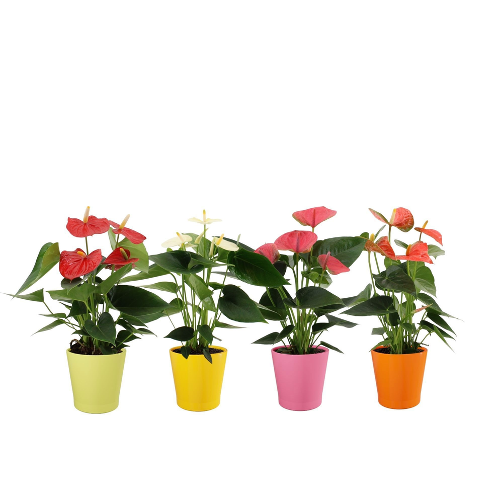 Anthurium 4 color mix in Fleur Gloss ceramics.