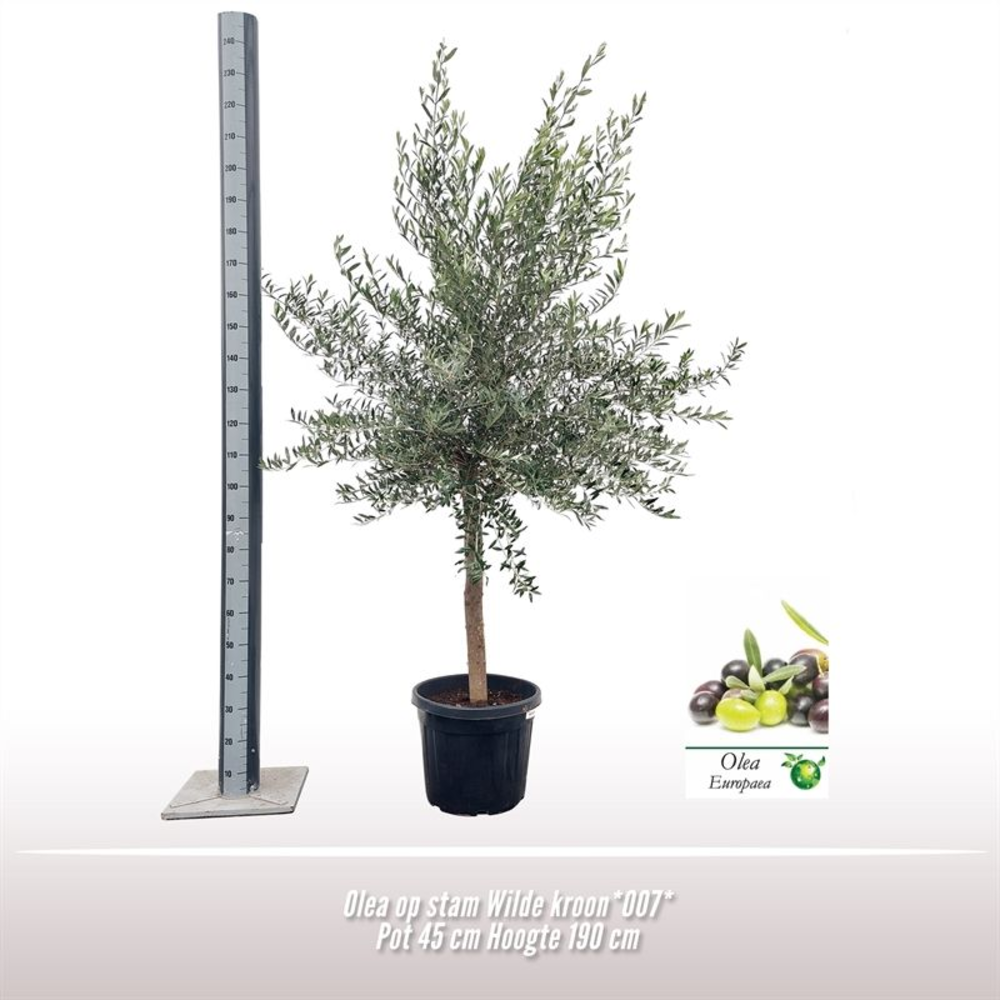 Olea *007* op stam 20-30
