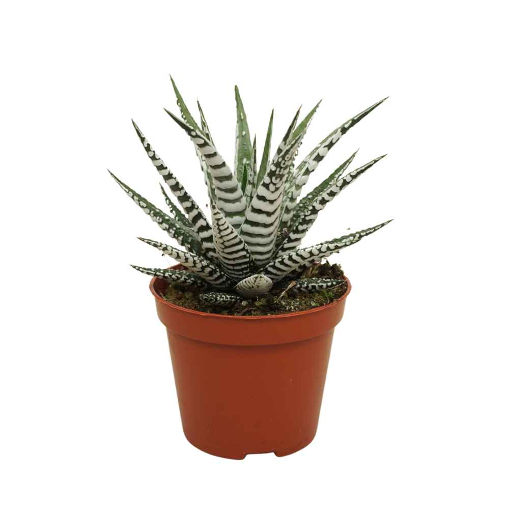 Haworthia fasciata 'Alba' 8,5 cm met etiket.