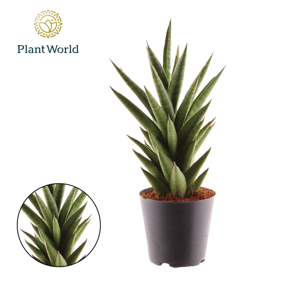 Sansevieria 'Starshooter'.