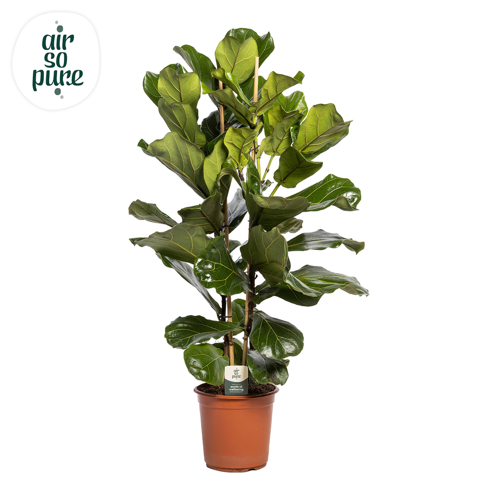 Ficus Lyrata, 2pp, p24.
