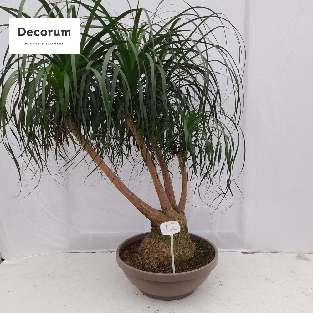 Beaucarnea vertakt op nummer 12.