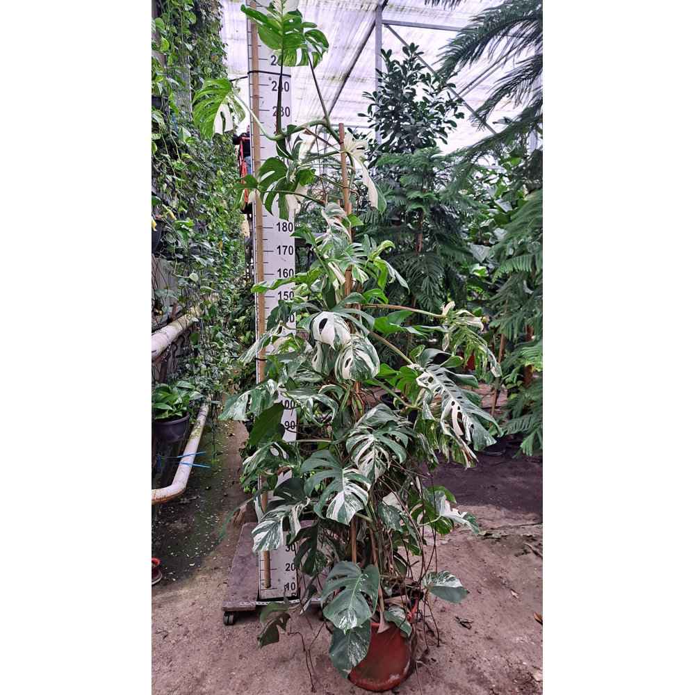 Monstera Deliciosa Variegata bush met vrucht.