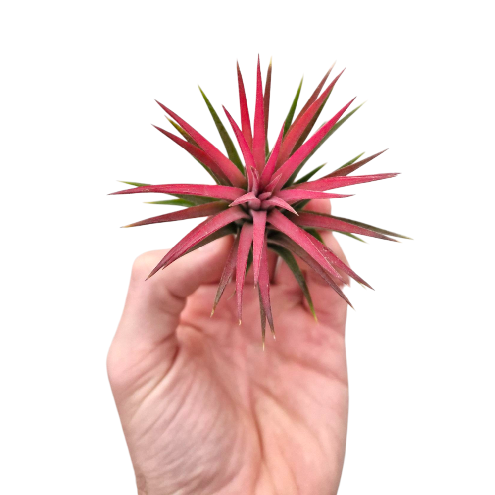 Tillandsia ionantha rood large.