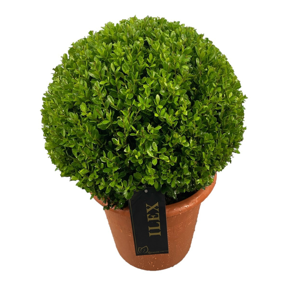 Ilex crenata 'Caroline Upright' Bol p24 (th) 30-35.