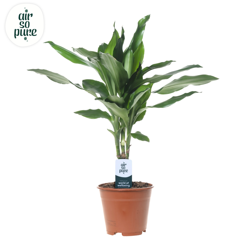 Dracaena Janet Lind p14.