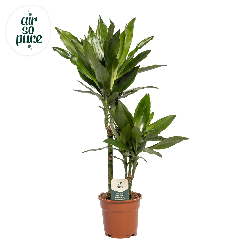 Dracaena Janet Lind p17, 30+10.