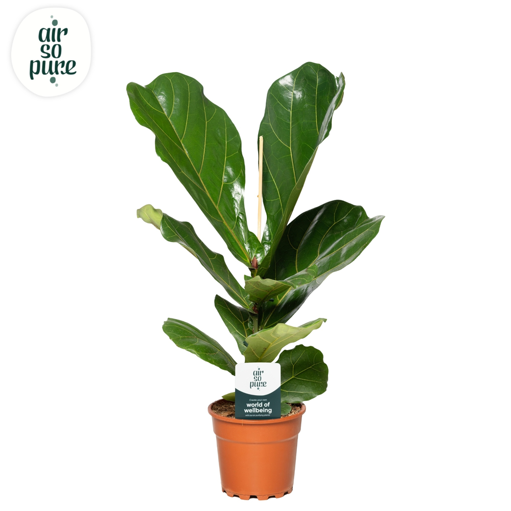 Ficus Lyrata p17 (Air so Pure).