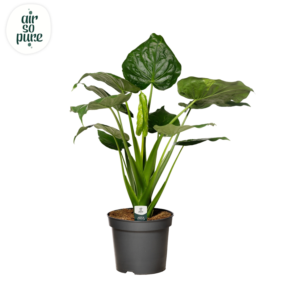 Alocasia Cucullata p35.