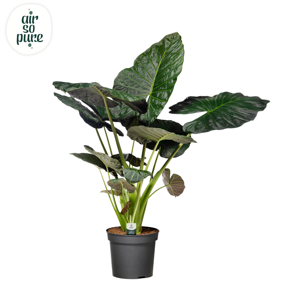 Alocasia Regal Shield p35.