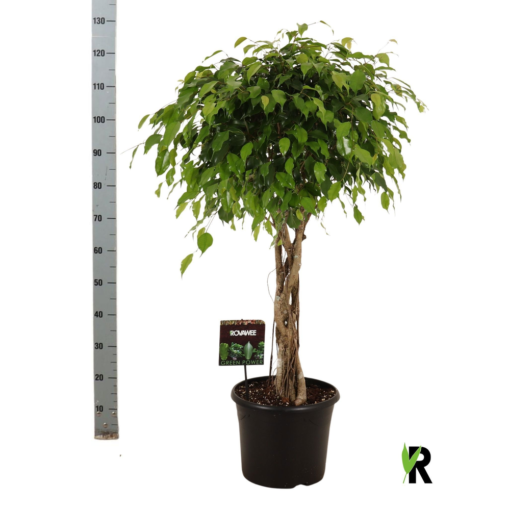 Ficus benj. Exotica melted braid.