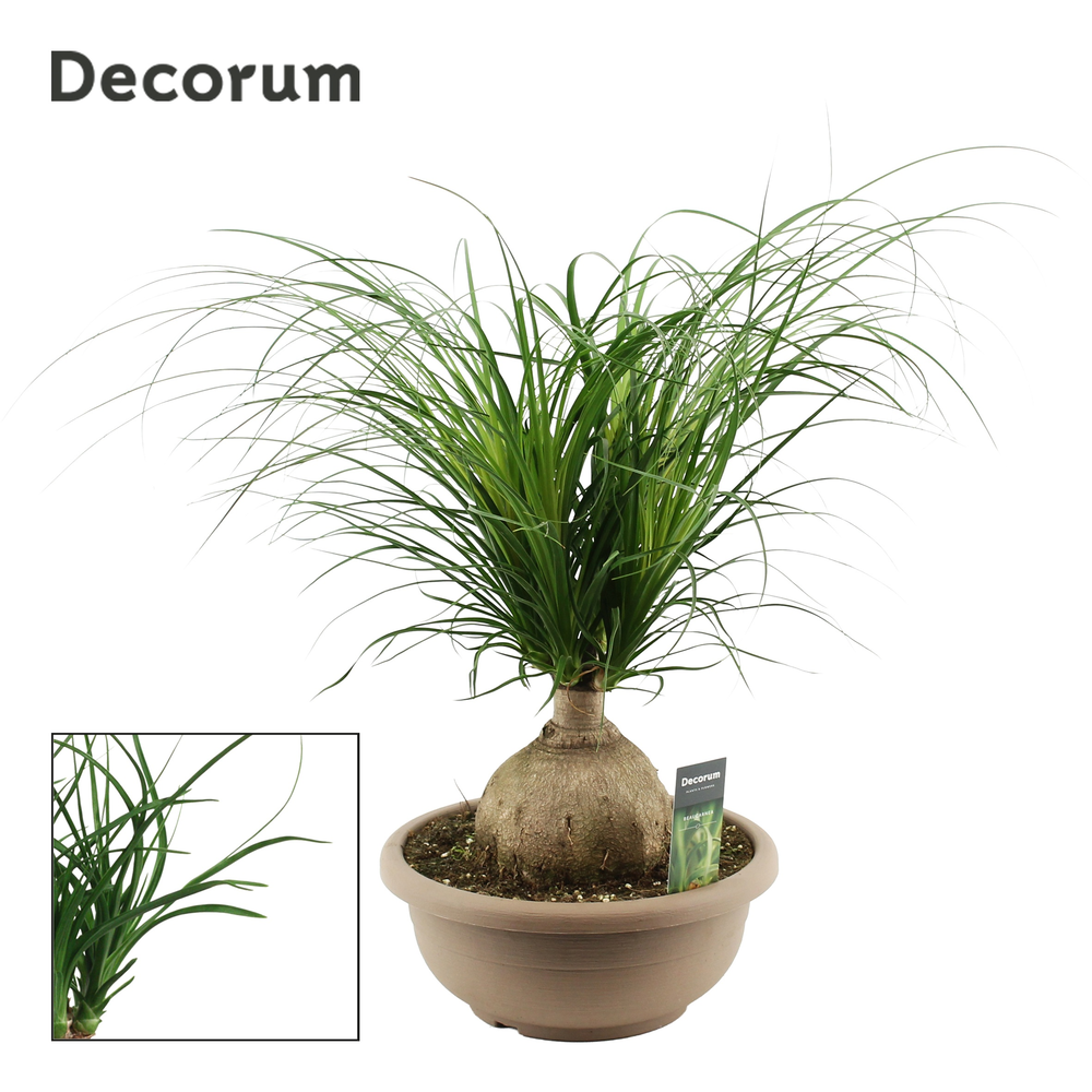 Beaucarnea bol 30 cm (Decorum).