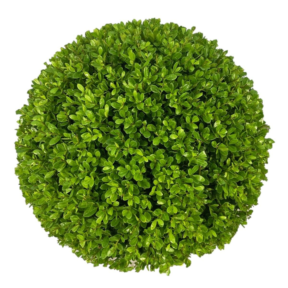 Ilex crenata 'Caroline Upright' Bol p26 (th) 35-40.