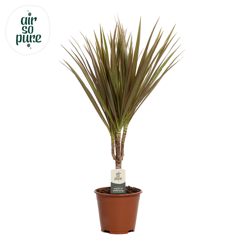 Dracaena Bicolor p14.
