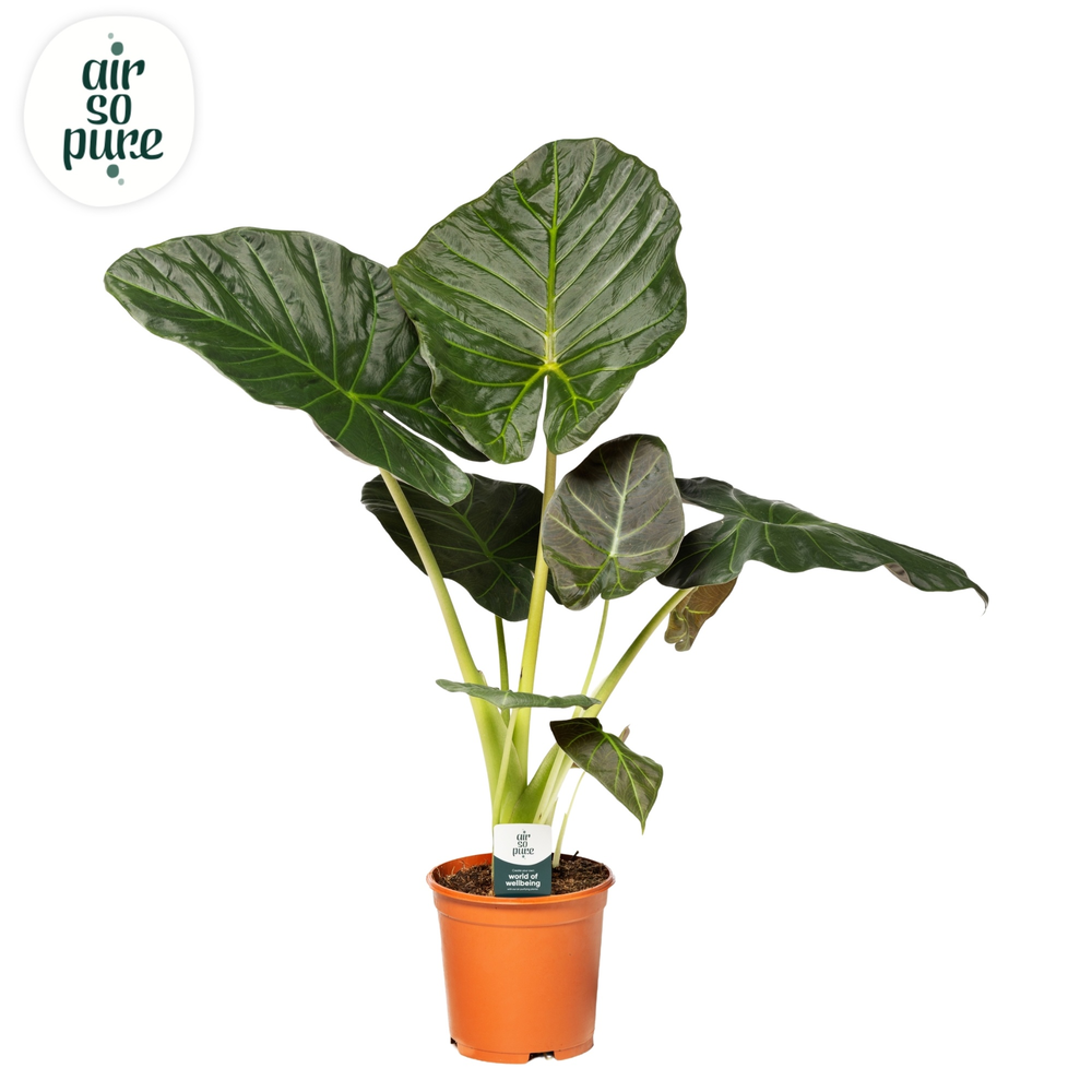 Alocasia Regal Shield p21.