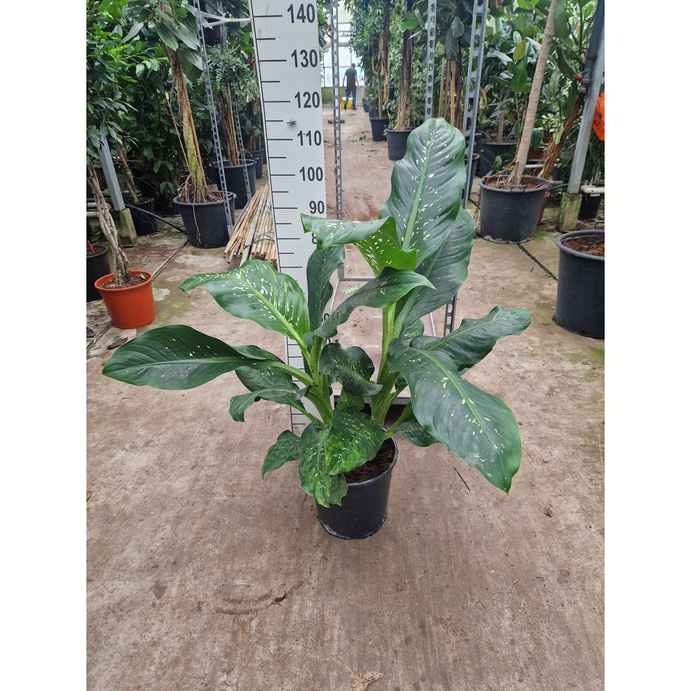 Dieffenbachia Memoria Corsii 110.