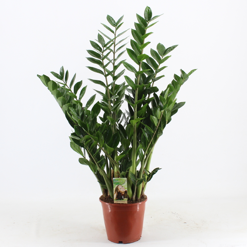 Zamioculcas 8 veren.