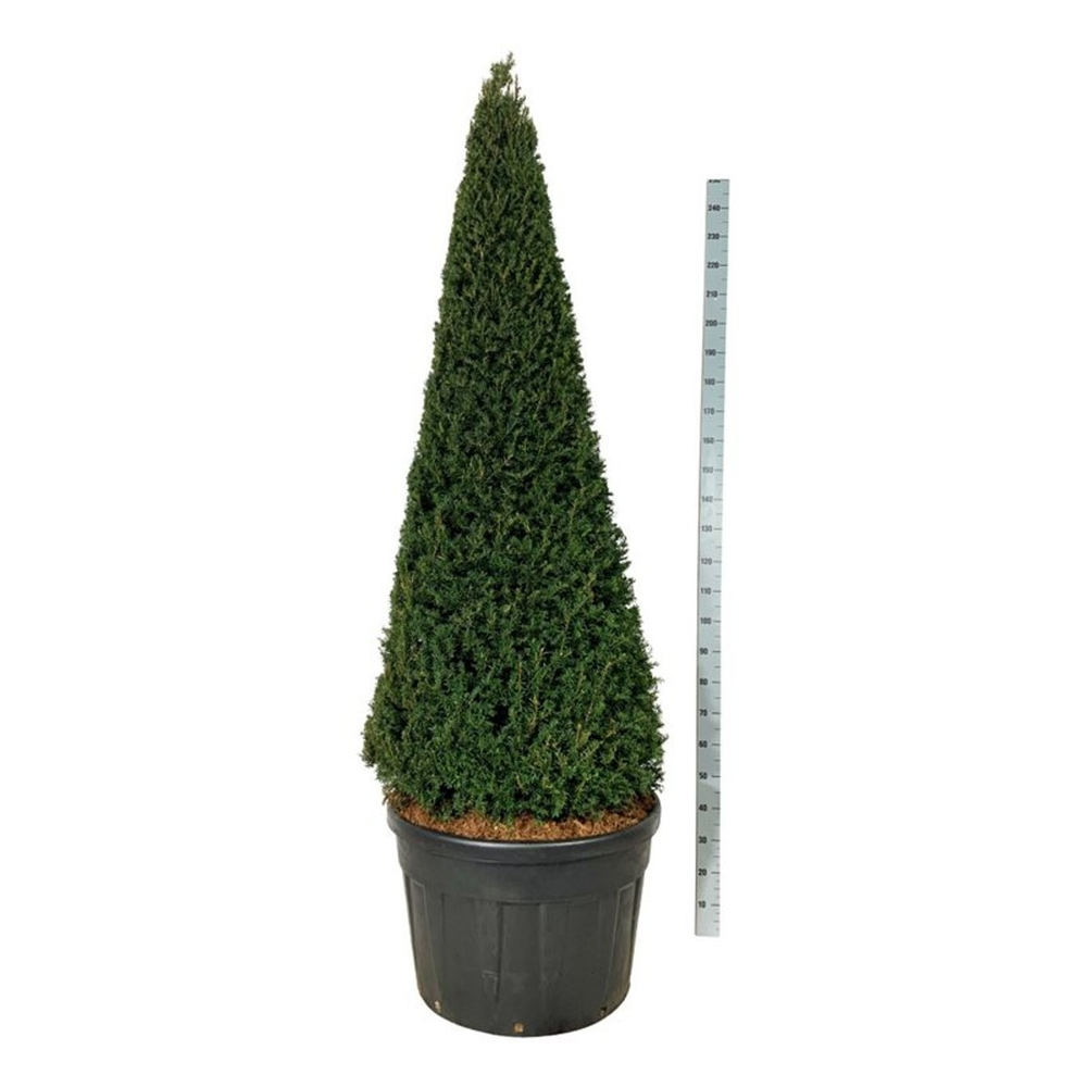 Taxus baccata.