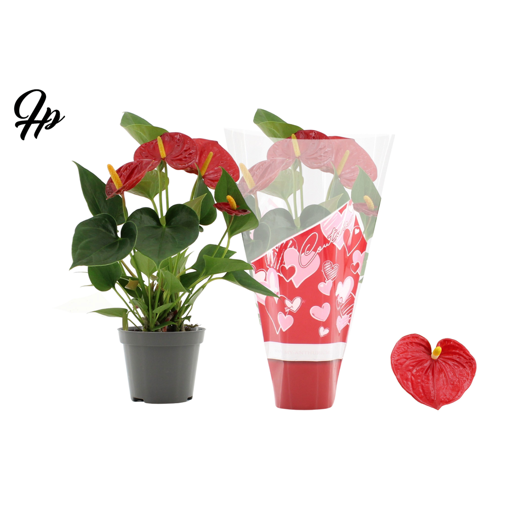 Anthurium Success Red in Couture heart sleeve.