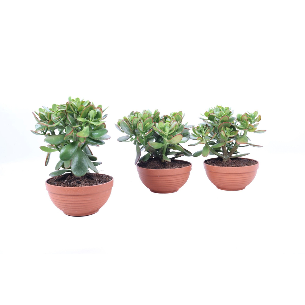 Crassula sunset schaal 17 cm.