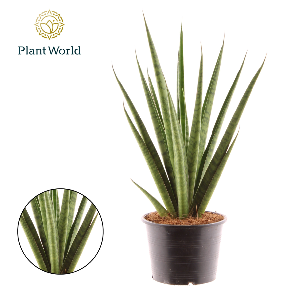 Sansevieria 'trifciata' Pineapple.