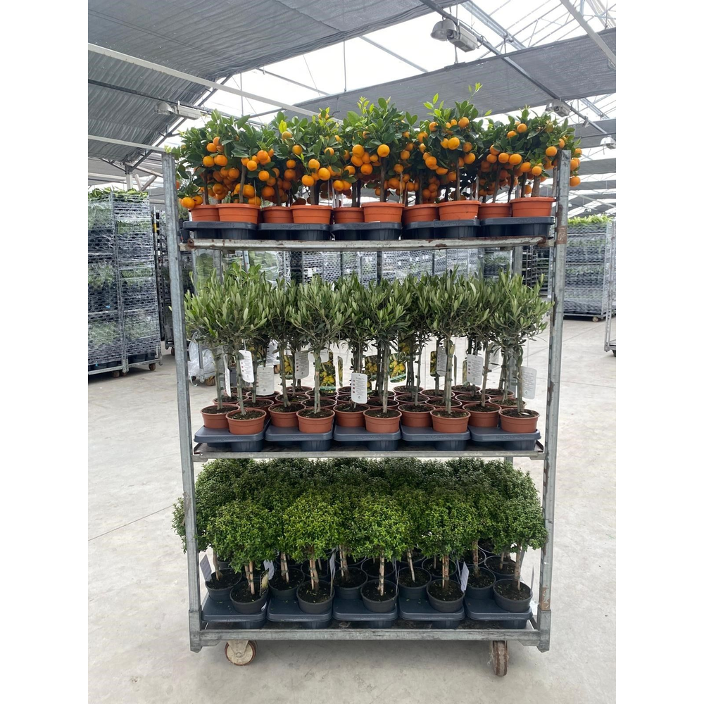 Mix kar mediterrane op stam 15cm // Olea europaea