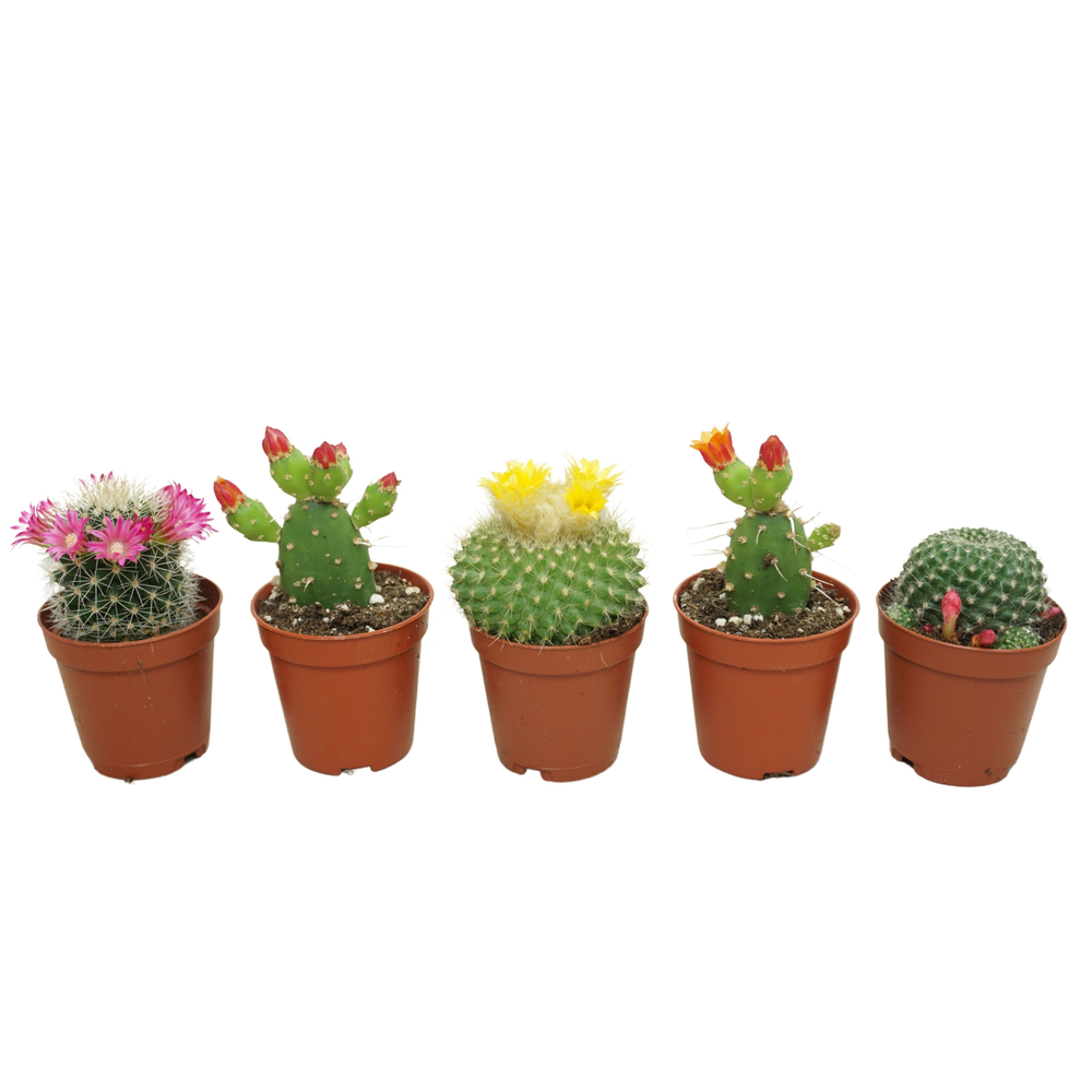 Cactus bloeiend 'de luxe' mix 5,5 cm.