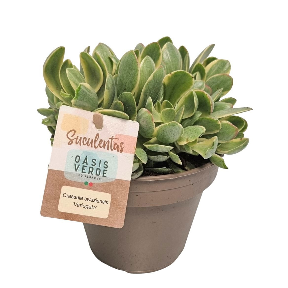 Crassula Swaziensis Variegata.