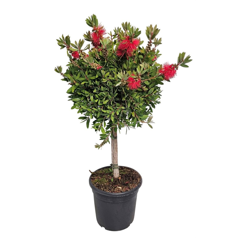 Callistemon Laevis Stem - 1091.