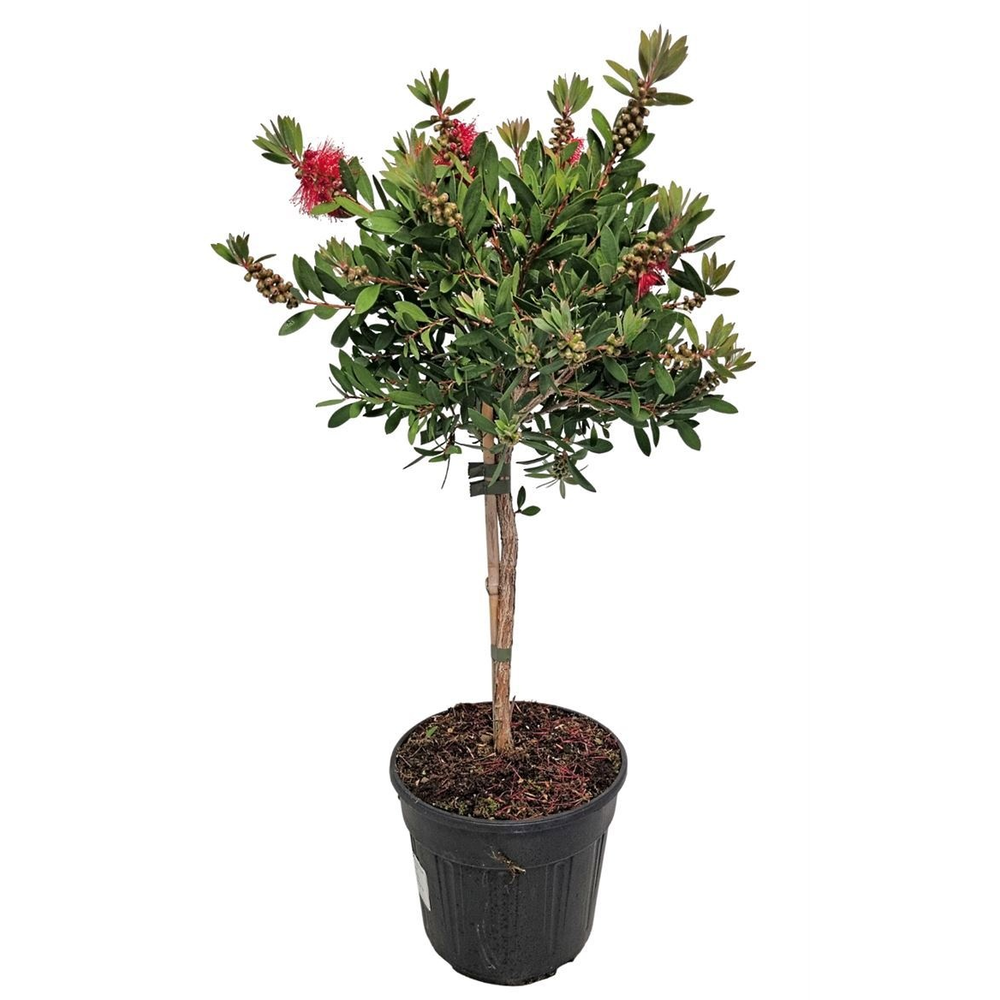 Callistemon Laevis Stem - 1091.