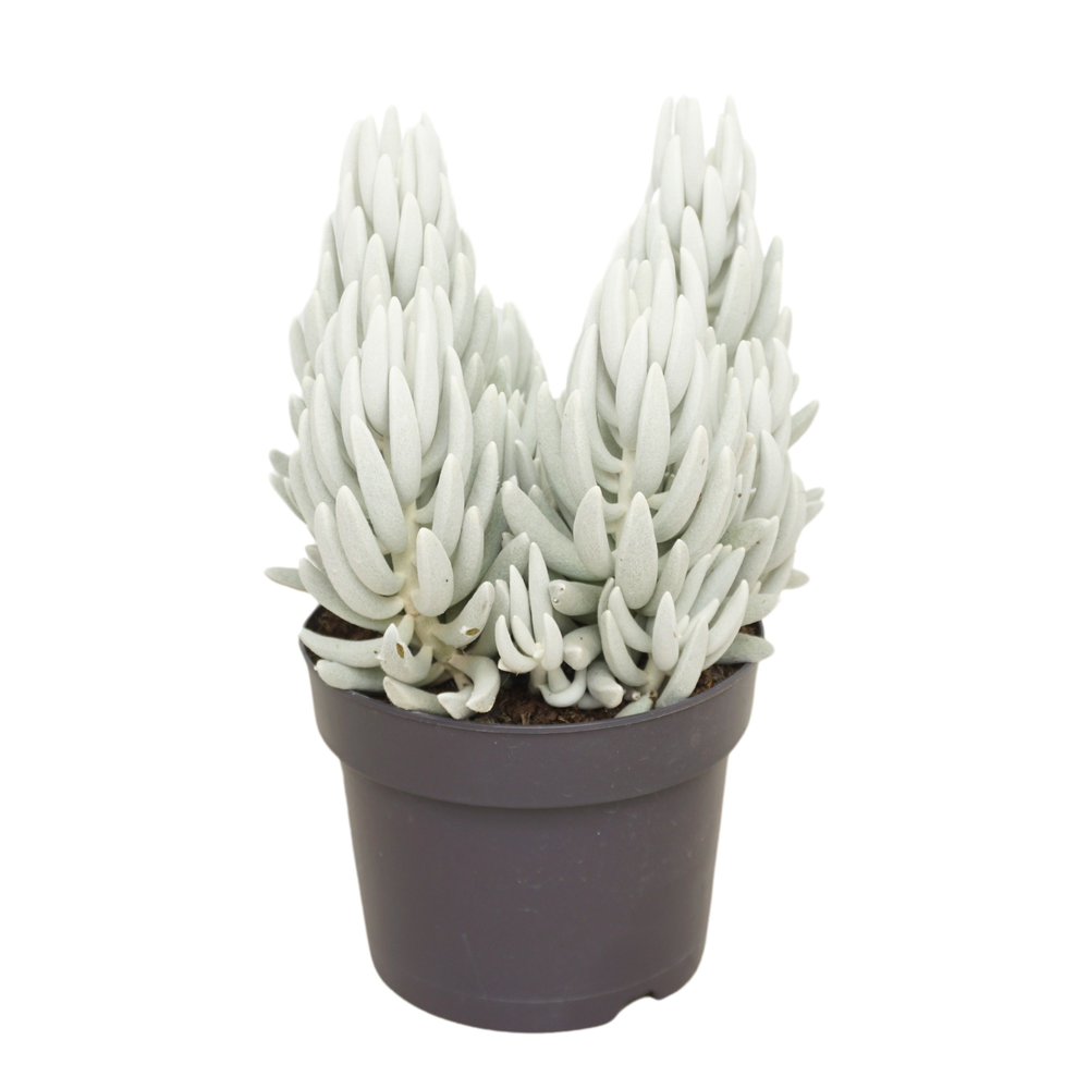 Senecio mont blanc 17 cm.