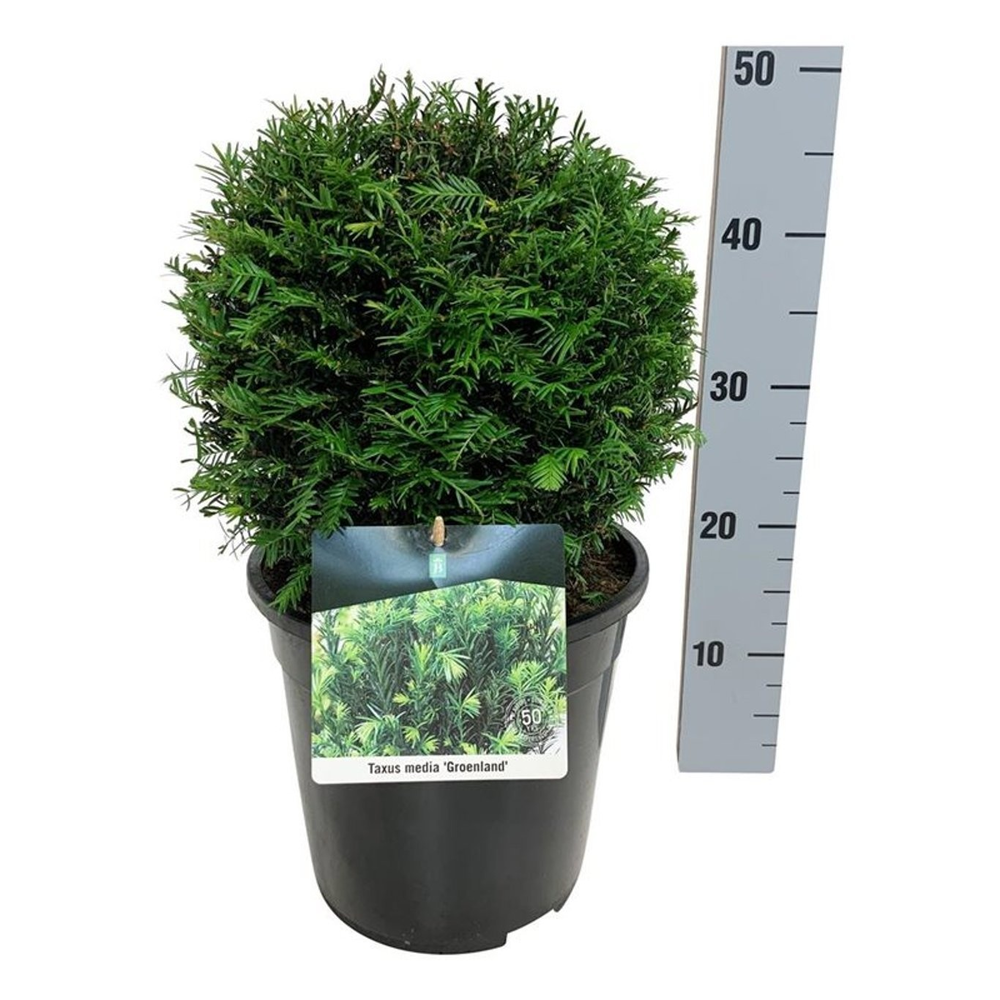 Taxus media 'Groenland'.