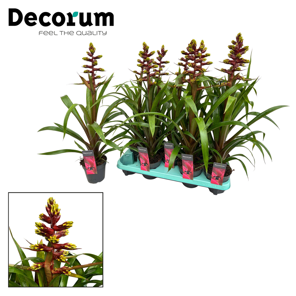 Guzmania Choco (Decorum).