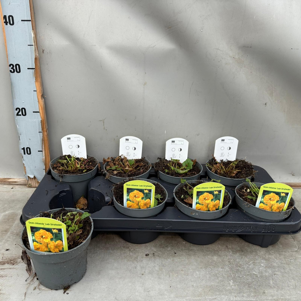 Geum Chiloense 'Lady Stratheden'.