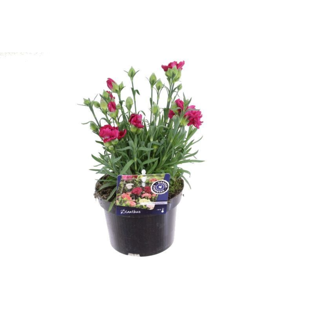 Dianthus caryophyllus Naomi.