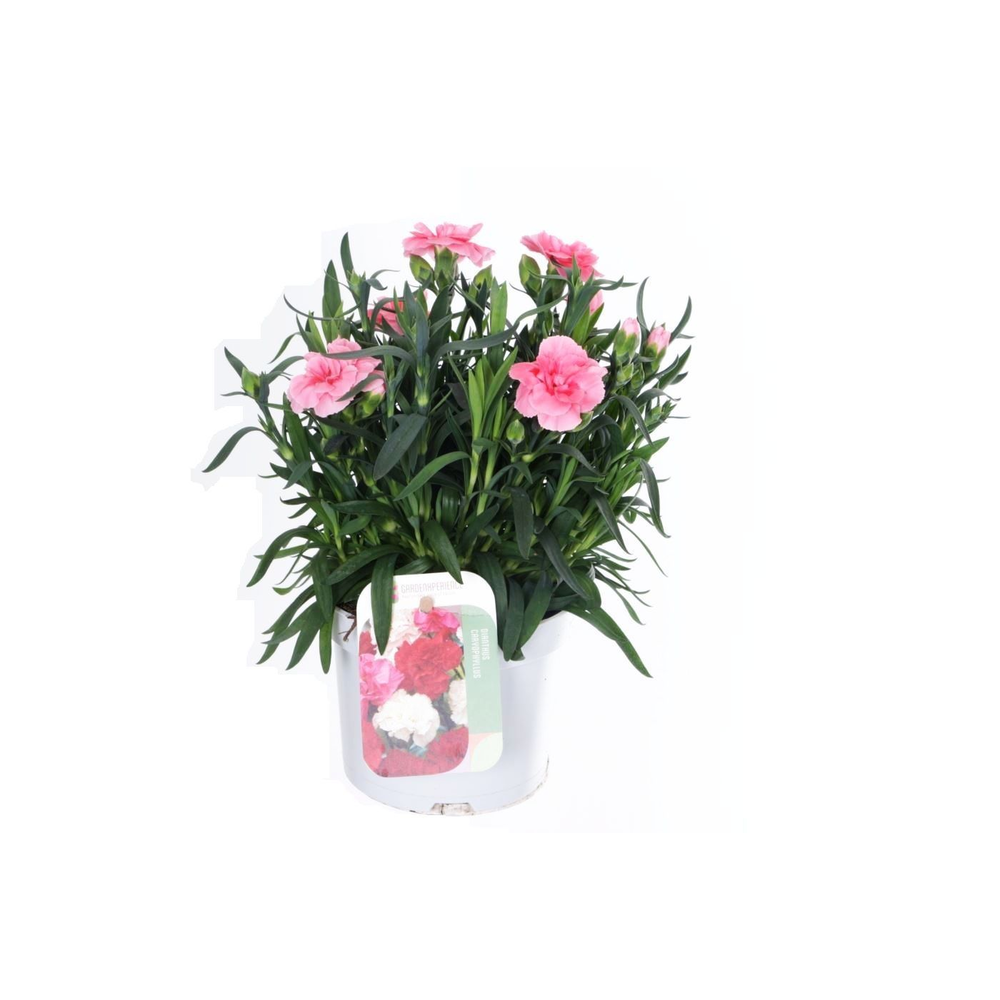 Dianthus caryophyllus Sprint Pink.