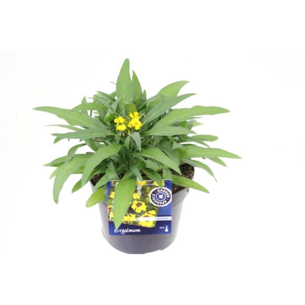Erysimum Erysistible Yellow.