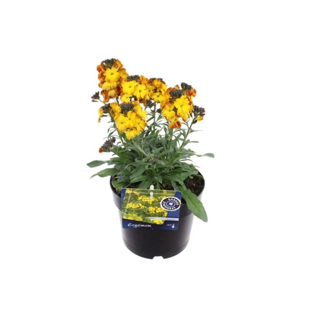 Erysimum Erysistible Yellow.