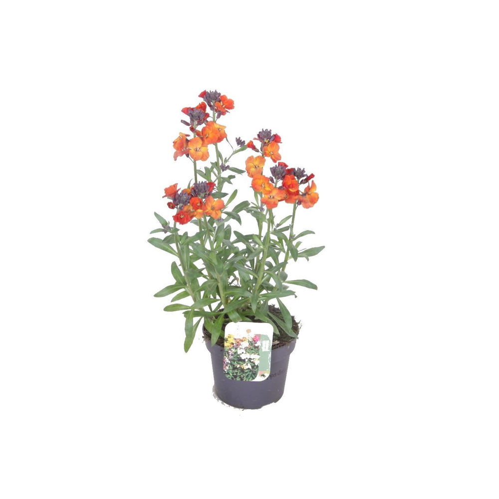 Erysimum linifolium Copperfield.