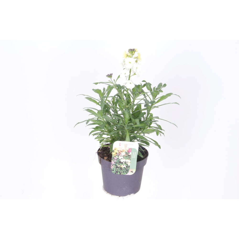 Erysimum lin. Leya Lemon Glow.