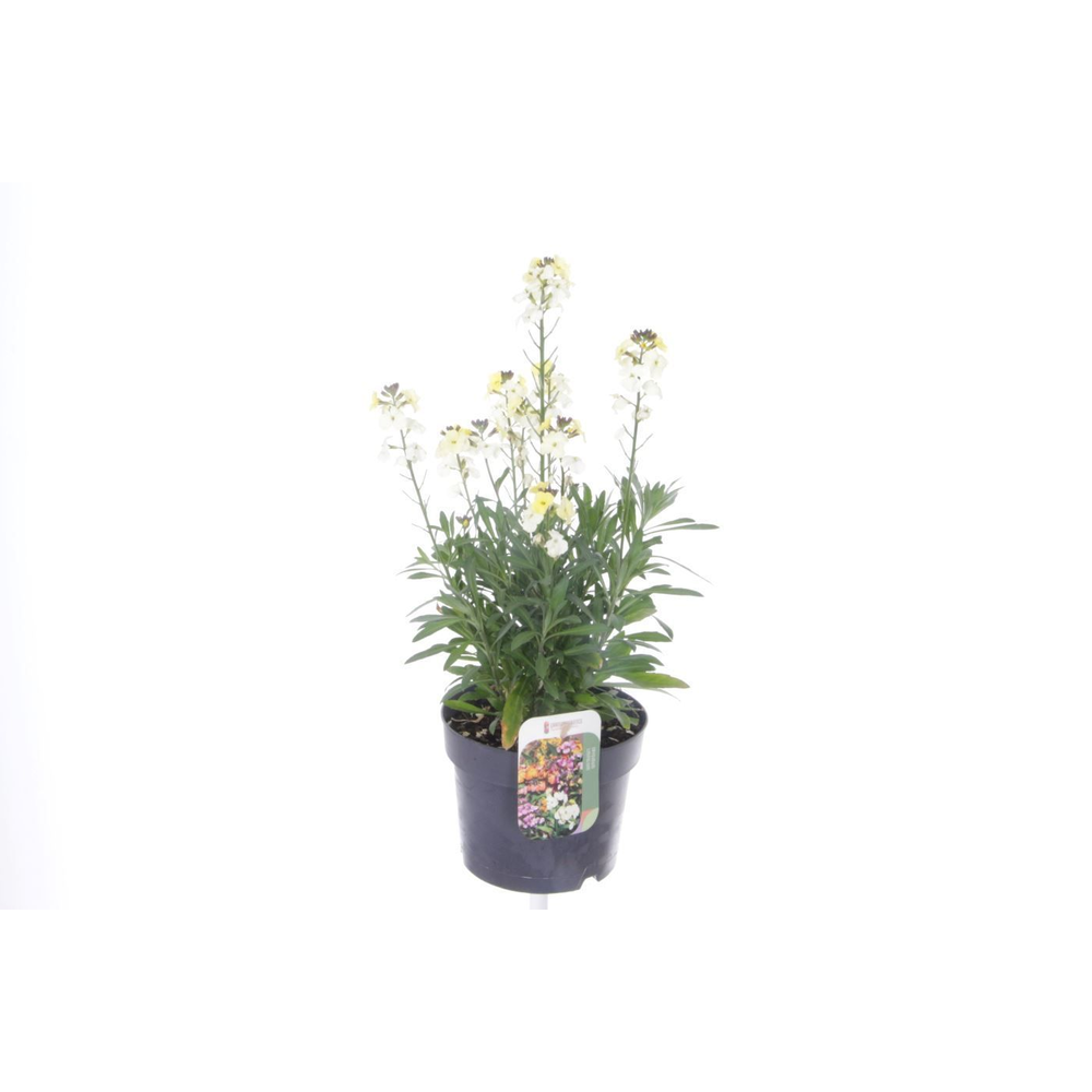 Erysimum lin. Leya White.