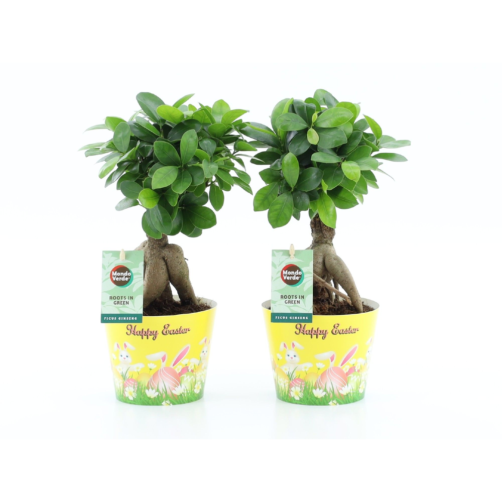 Ficus micr. Ginseng in Potcover Pasen.