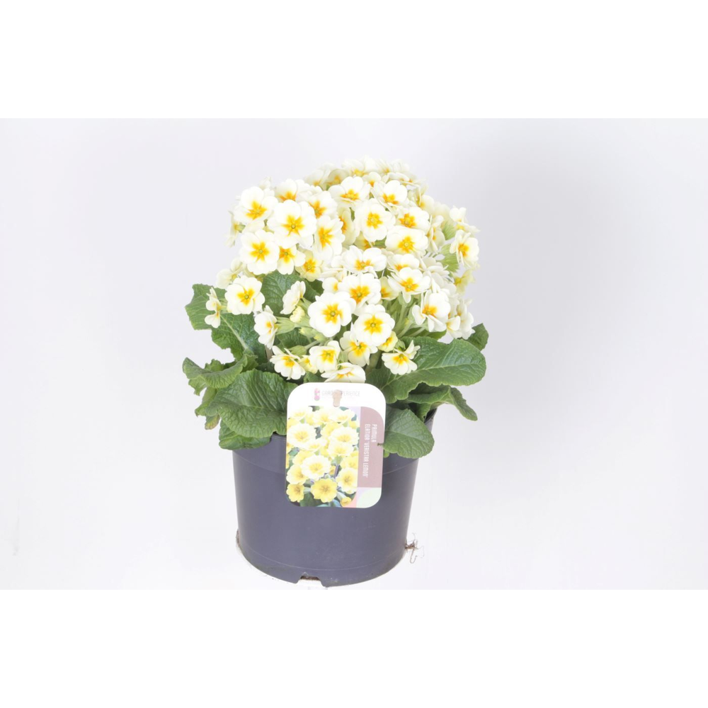 Primula elatior Eternity.