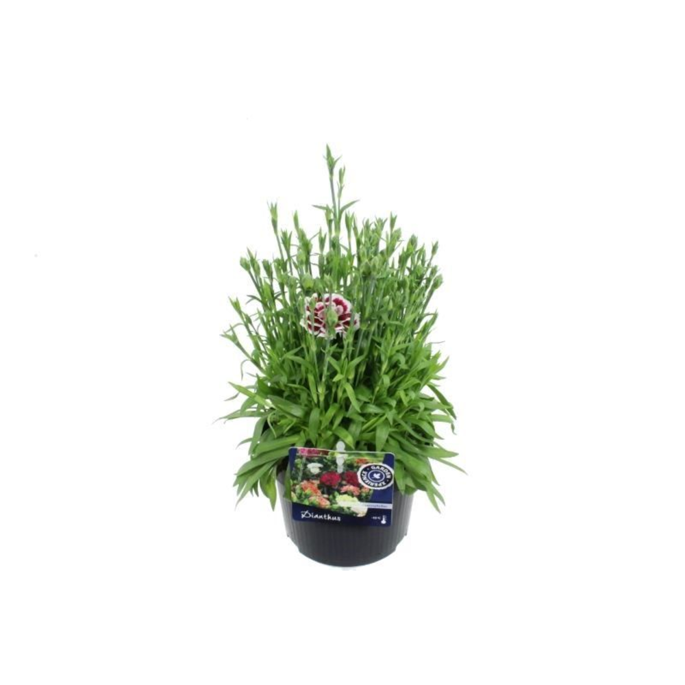 Dianthus caryophyllus Colori Joy.